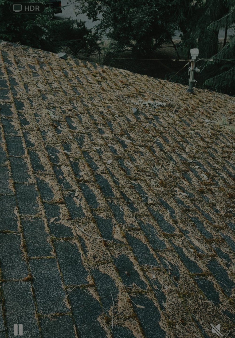 Roof Moss Removal & Treatment