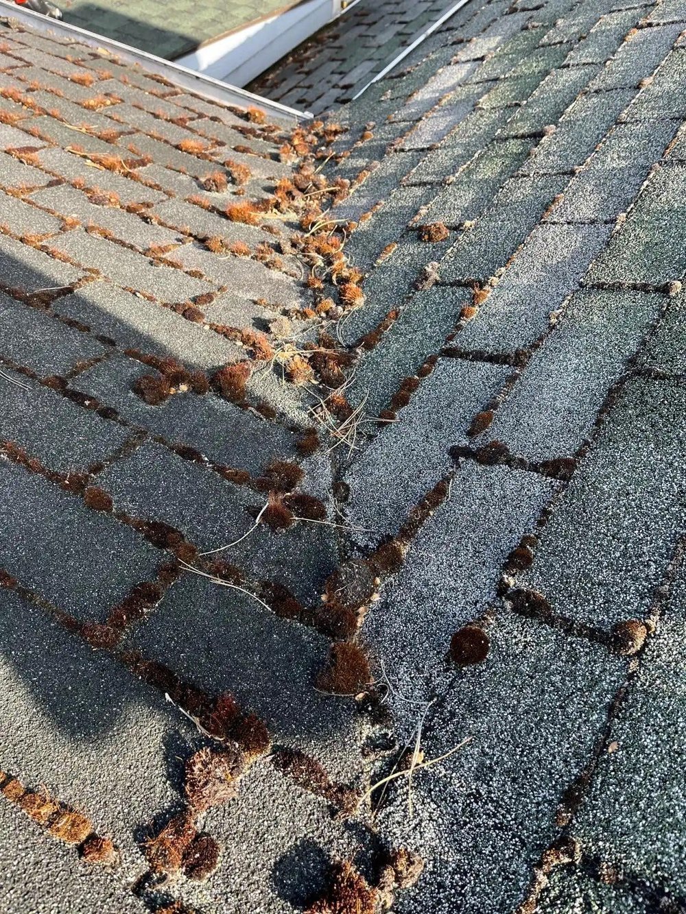Roof Moss Removal & Treatment